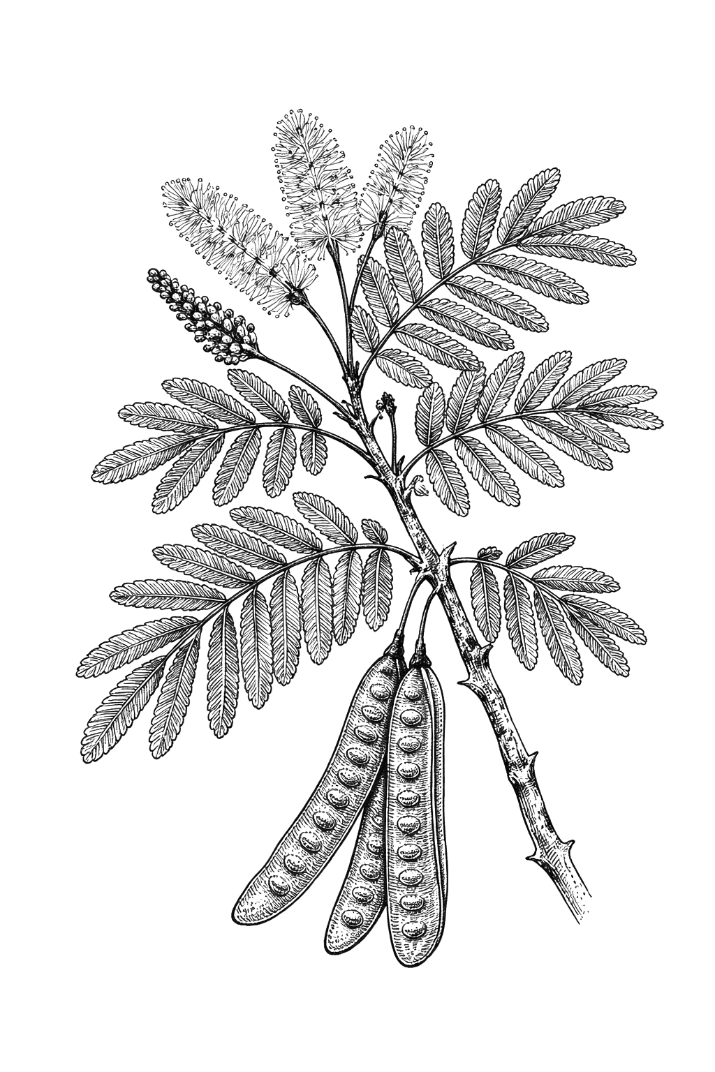 Tepezcohite Tincture